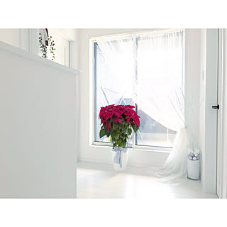 ポインセチア 白黒インテリアのインテリア実例 Roomclip ルームクリップ