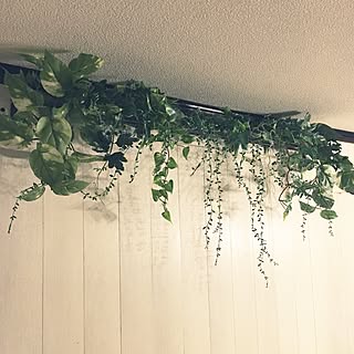 壁/天井/フェイクグリーン/ペットと暮らす家/いつもいいねやコメありがとうございます♡/いいね!押し逃げばかりでごめんなさい。...などのインテリア実例 - 2016-10-26 07:26:00