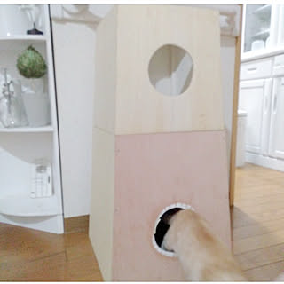 壁/天井/キャットタワーDIY/中はレンガ壁紙/3段ボックス作成中/キャットタワー...などのインテリア実例 - 2019-08-26 19:01:41