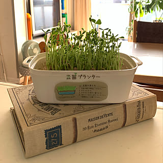 セリア Seria 豆苗のまとめページ Roomclip ルームクリップ