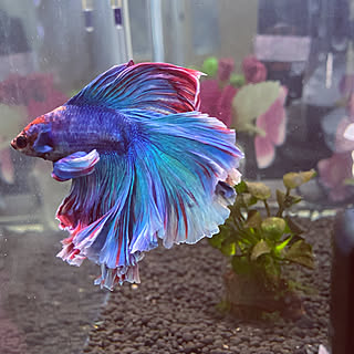 水槽 ベタ飼ってますのおしゃれなアレンジ 飾り方のインテリア実例 Roomclip ルームクリップ