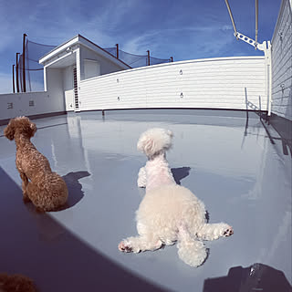 犬に優しいアパートのバルコニーのアイデア 10 選