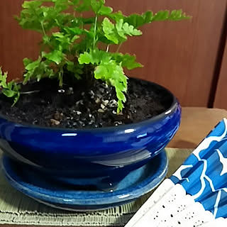 いいね、フォローに感謝します✨/RC の出会いに感謝♥/無言いいね、フォローすみません/植物/紅シダのインテリア実例 - 2017-08-22 11:47:58