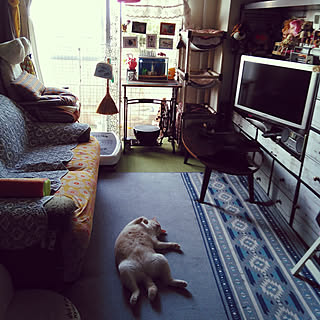 猫と暮らす ボロボロソファーのインテリア実例 ｜ RoomClip（ルーム 