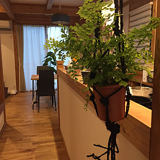 部屋全体/色々やりっぱなしpic/しゅろ縄/ダイニング/アジアンタム...などのインテリア実例 - 2017-08-07 22:19:00