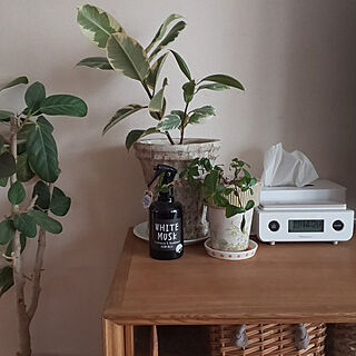 観葉植物 テレビボード上のインテリア実例 Roomclip ルームクリップ
