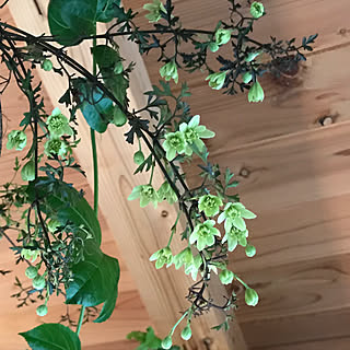 壁/天井/パッションフルーツさん/クレマチス/里山/観葉植物...などのインテリア実例 - 2018-03-14 07:02:23