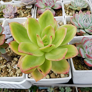 多肉植物 ゴールデングロウのインテリア実例 Roomclip ルームクリップ 多肉植物 ゴールデングロウのインテリア実例 Roomclip ルームクリップ