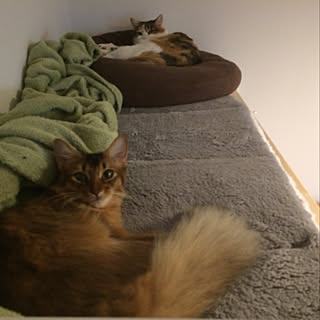 猫用ベッドdiyのインテリア 手作りの実例 Roomclip ルームクリップ