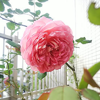 ベッド周り/フォロー コメ貰えたら嬉しいです(ت)♪/見てくれてありがとうございます♡/バラのベランダ/マンションインテリア...などのインテリア実例 - 2020-05-26 07:29:29
