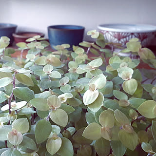 カリシアレペンスのインテリア実例 Roomclip ルームクリップ カリシアレペンスのインテリア実例 Roomclip ルームクリップ