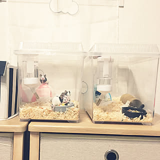 パンダマウスのインテリア実例 Roomclip ルームクリップ