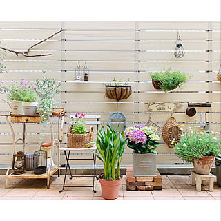 半日陰で育つ植物たち のインテリア実例 Roomclip ルームクリップ 半日陰で育つ植物たち のインテリア実例 Roomclip ルームクリップ