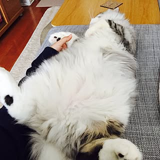 リビング/猫のいる生活/ニトリ/ロフト/一人暮らし...などのインテリア実例 - 2017-01-13 15:57:06