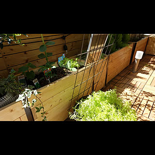 植物男子ベランダーのインテリア実例 Roomclip ルームクリップ 植物男子ベランダーのインテリア実例 Roomclip ルームクリップ