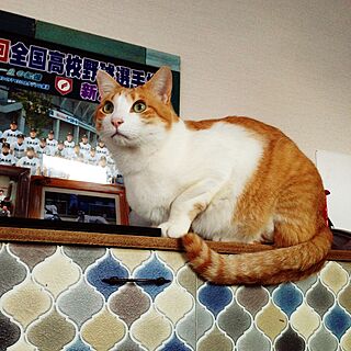 棚 壁紙屋本舗 猫と暮らすのインテリア実例 Roomclip ルームクリップ
