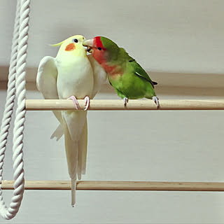 インコ コザクラインコのインテリア実例 Roomclip ルームクリップ
