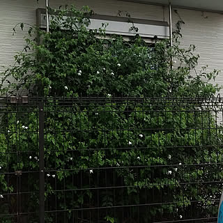 植物 グリーンカーテンのインテリア実例 Roomclip ルームクリップ