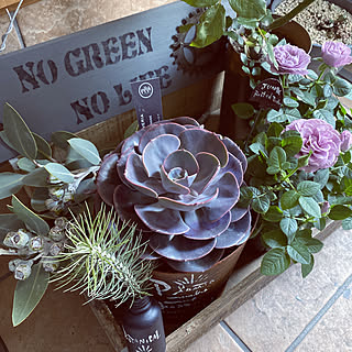 ブルームーン バラのある暮らしのインテリア実例 Roomclip ルームクリップ