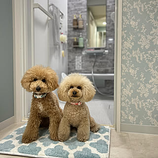 トイプードルと暮らす トイプードル多頭飼いのインテリア実例 Roomclip ルームクリップ トイプードルと暮らす トイプードル多頭飼いのインテリア実例 Roomclip ルームクリップ