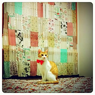 部屋全体/カーテン/HolidayAPARTMENT/猫のインテリア実例 - 2016-12-29 18:35:53