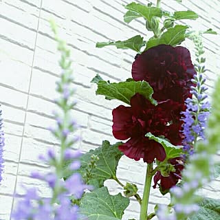 植物 タチアオイのおしゃれなアレンジ 飾り方のインテリア実例 Roomclip ルームクリップ