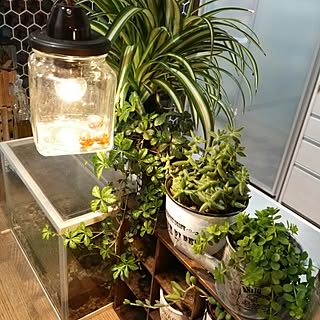 水槽 アカハライモリのおしゃれなアレンジ 飾り方のインテリア実例 Roomclip ルームクリップ