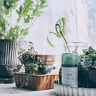 観葉植物 コバエ対策のインテリア実例 Roomclip ルームクリップ