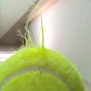 テニスボールのインテリア実例 Roomclip ルームクリップ テニスボールのインテリア実例 Roomclip ルームクリップ