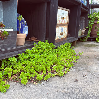 自生多肉植物のインテリア実例 Roomclip ルームクリップ