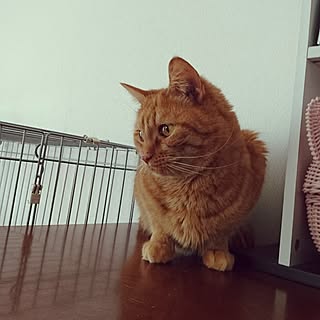 リビング/いいね!ありがとうございます♪/ワンコとにゃんこのいる生活/キャットタワー/アメリカンカールとソマリのミックス...などのインテリア実例 - 2017-06-08 07:33:42