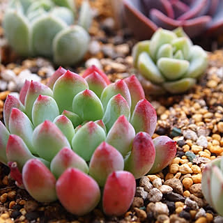 玄関/入り口/多肉植物/ベランダガーデニング/カメラマークを消したくて/グリーンのある暮らし...などのインテリア実例 - 2019-01-07 08:50:10