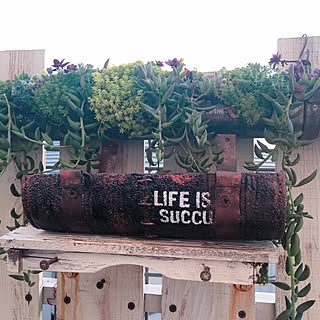 雨どいプランターのインテリア実例 Roomclip ルームクリップ