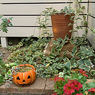 寄せ植え ツルニチニチソウのインテリア実例 Roomclip ルームクリップ 寄せ植え ツルニチニチソウのインテリア実例 Roomclip ルームクリップ