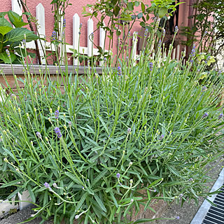 カインズホーム ガーデニング 花壇作りのまとめページ Roomclip ルームクリップ カインズホーム ガーデニング 花壇作りのまとめページ Roomclip ルームクリップ