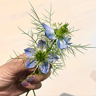 ニゲラ 花壇diyのインテリア 手作りの実例 Roomclip ルームクリップ
