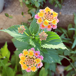 ランタナの花のインテリア実例 Roomclip ルームクリップ