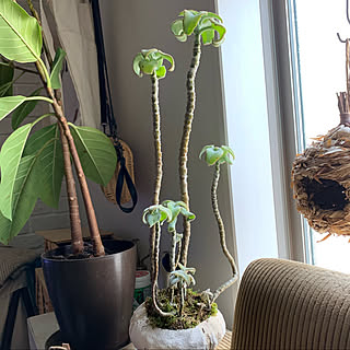 カランコエ ベハレンシスのインテリア実例 Roomclip ルームクリップ カランコエ ベハレンシスのインテリア実例 Roomclip ルームクリップ