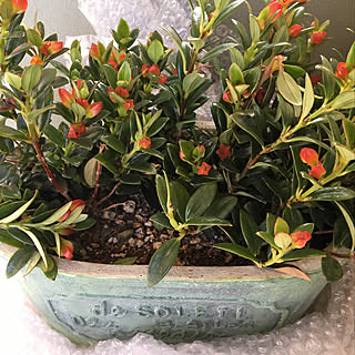 バス/トイレ/みどりのある暮らし/観葉植物のある暮らし/多肉植物/グリーンスポットのインテリア実例 - 2018-01-11 23:12:17
