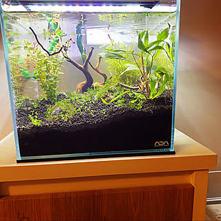 30cmキューブ水槽のインテリア実例 Roomclip ルームクリップ