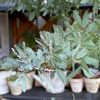 ミモザの花芽のインテリア実例 Roomclip ルームクリップ