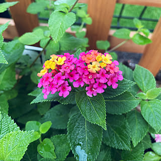 ランタナの花のインテリア実例 Roomclip ルームクリップ