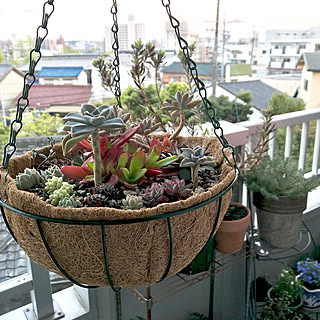 植物のある暮らし/植物のあり過ぎる暮らし/多肉植物/築20年/賃貸/暮らし感...などのインテリア実例 - 2018-04-23 01:14:11