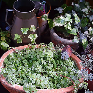 机/賃貸でも楽しく♪/似たような写真ですみません/グリーンのある暮らし/多肉植物...などのインテリア実例 - 2017-10-30 07:55:30