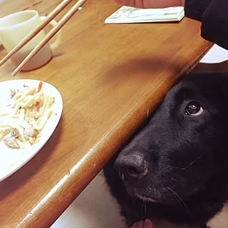 部屋全体/インテリアじゃなくてごめんなさい/いいねありがとうございます!/フラットコーテットレトリバー/実家のわんこ...などのインテリア実例 - 2017-06-16 13:33:55