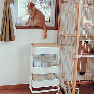 猫砂のインテリア実例 Roomclip ルームクリップ