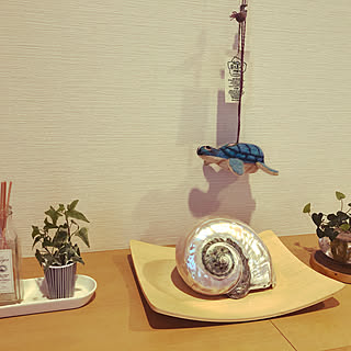 夜光貝のインテリア実例 Roomclip ルームクリップ