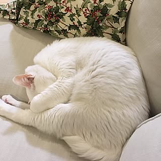 リビング/白猫/猫/ねこのいる日常/北欧...などのインテリア実例 - 2016-12-06 17:47:57