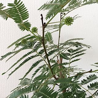 部屋全体/観察日記/エバーフレッシュ/NO GREEN NO LIFE/いつもありがとうございます♡...などのインテリア実例 - 2016-09-05 12:22:04