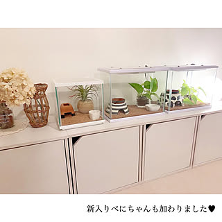 ベッド周り レオパードゲッコーのインテリア実例 Roomclip ルームクリップ ベッド周り レオパードゲッコーのインテリア実例 Roomclip ルームクリップ